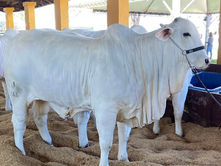 Fêmea avaliada em R$ 4,2 milhões será destaque da Nelore HeJ na 62ª EXPO Rio Preto