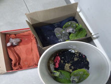 Polícia Ambiental apreende filhotes de papagaio à venda às margens de rodovia em Catanduva