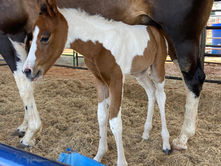 Surpresa na Expo Rio Preto: potra da raça Paint Horse nasce durante a madrugada