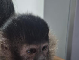 Tráfico de macaco-prego é flagrado em Bady Bassitt; Polícia Ambiental apreende cobras exóticas