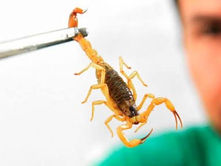 Aumentam os casos de picadas de escorpião e HB realiza Fórum Regional sobre acidentes com animais peçonhentos