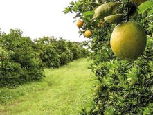 Plantação de Laranja