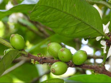 Folhas de café viram matéria-prima para tecnologia sustentável criada por cientistas da USP