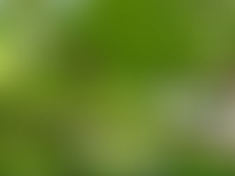 Folhas de café viram matéria-prima para tecnologia sustentável criada por cientistas da USP