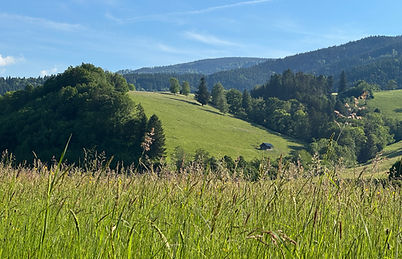 Sommerwiesen in der Kulturoase.jpeg