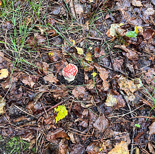 L1 + L2 op herfstwandeling