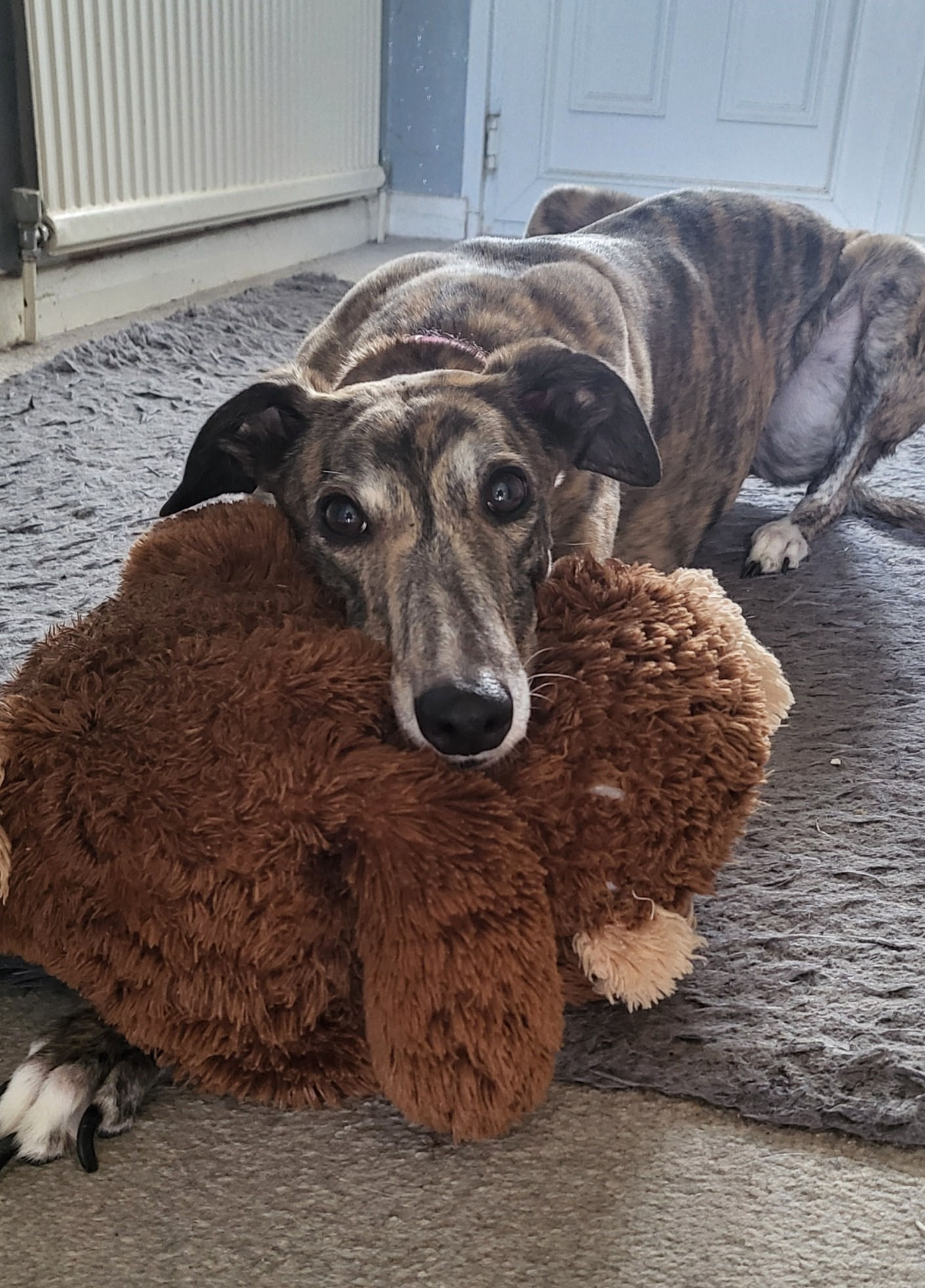 A greyhound dog layon a grey carpet, resting head on a brown teddy bear, facing forward with ear facing forward also