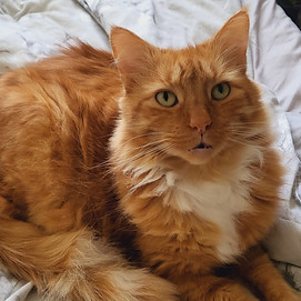 red cat laying down