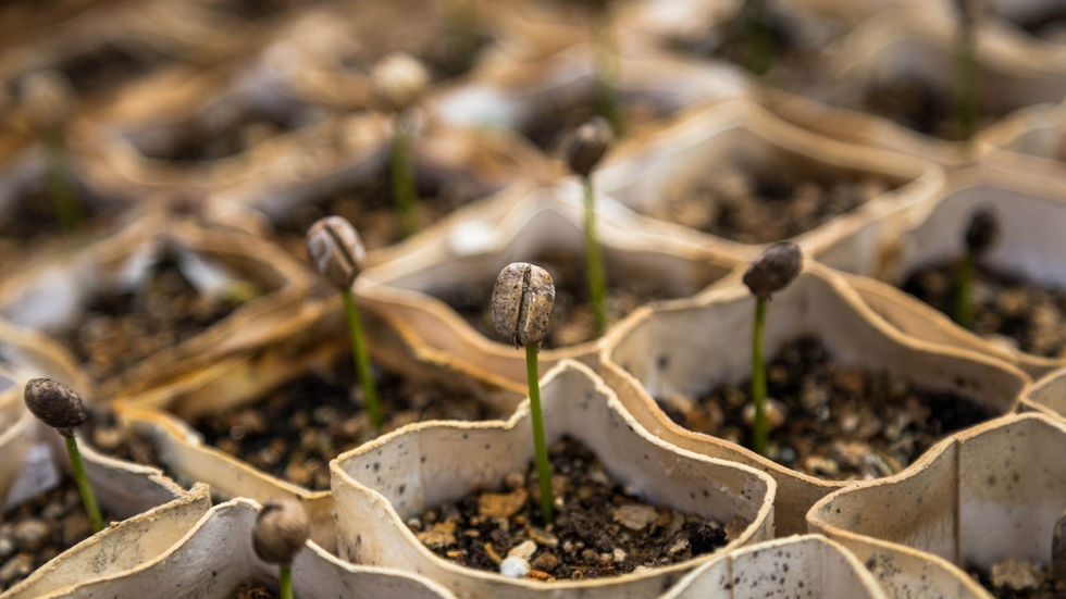 Horta e jardim. O que plantar em cada mês