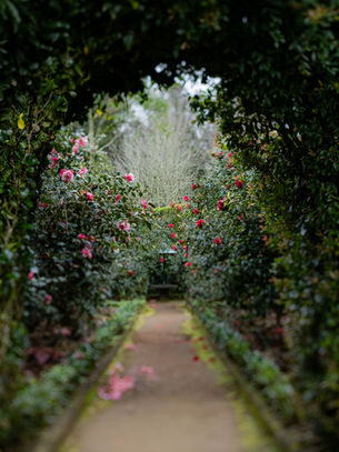 O florescer das camélias é o pretexto para um programa que integra visitas guiadas, programas de bem-estar e uma oferta gastronómica inspirada nesta variedade botânica. No Terra Nostra Garden Hotel, nas Furnas, nos Açores, são 2.700 os exemplares georreferenciados 