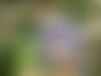 7月に入りました!浴衣で撮影はいかがですか?