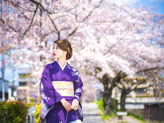 京都｜桜開花予想✿春は着物で京都へ♪桜を背景に写真撮影をしませんか？