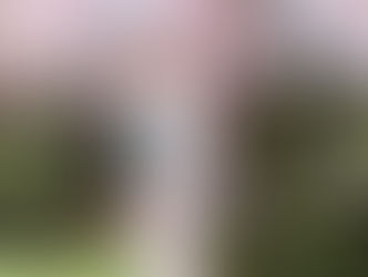 可憐な桜とお客様✿✿