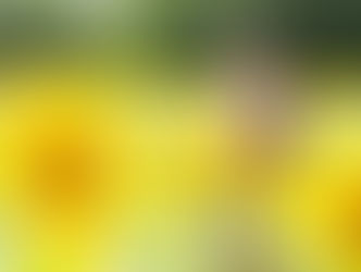 毎年人気✿夏の特別撮影♪元気なひまわりを背景に浴衣でロケーション撮影!カップル撮影にもおすすめです♪