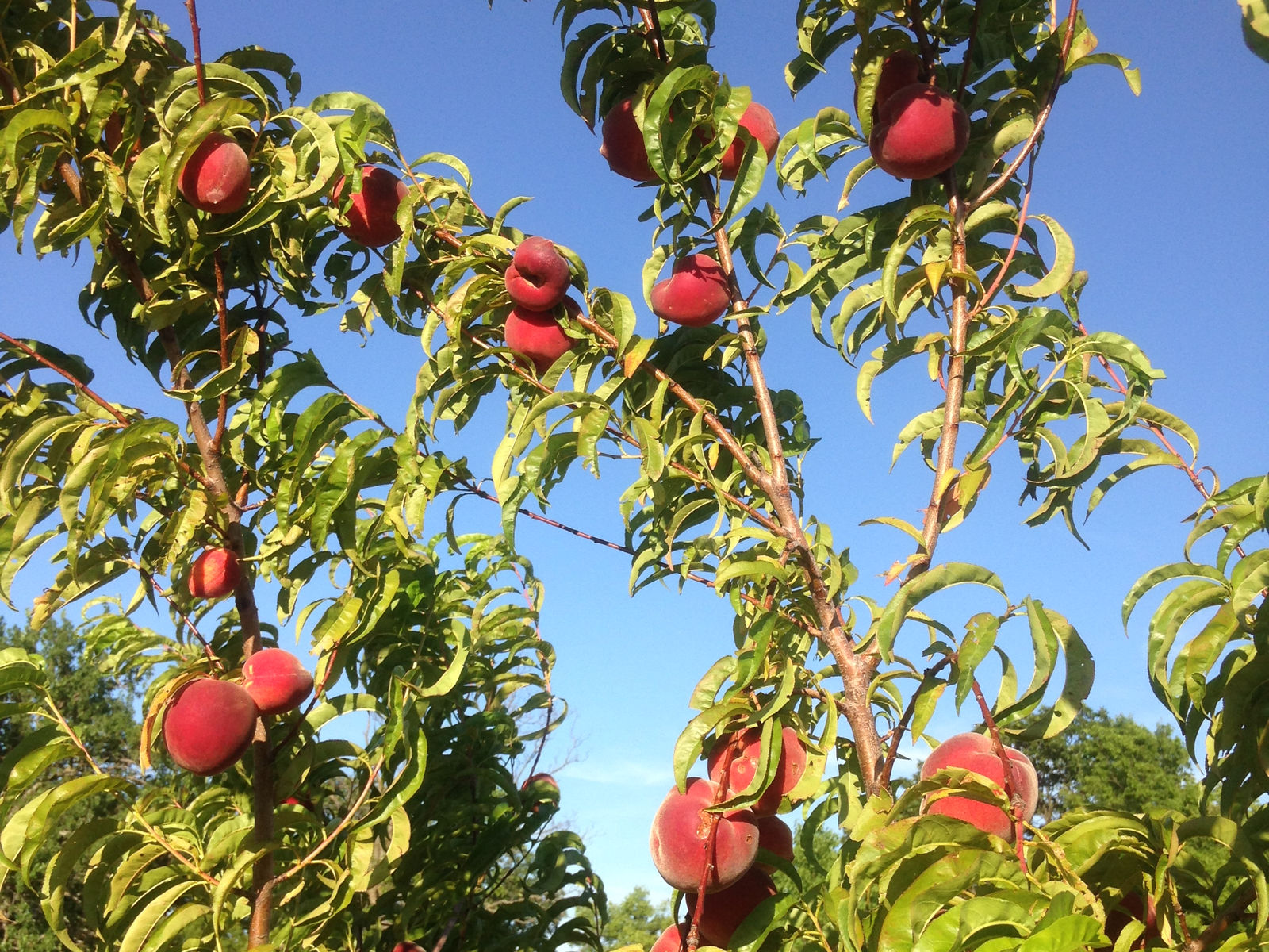 St. Andre Orchard