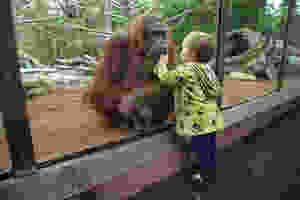 san diego zoo, world famous san diego zoo, animals in san diego, san diego toddlers