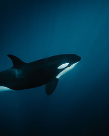 Mind the Seas