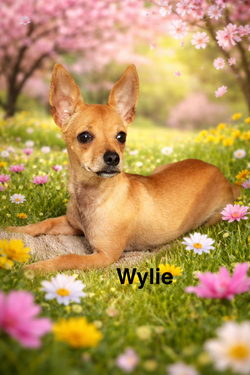 Wylie
