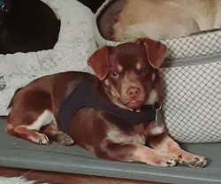 Tito