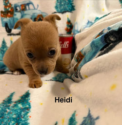 Heidi
