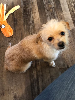 Bindi