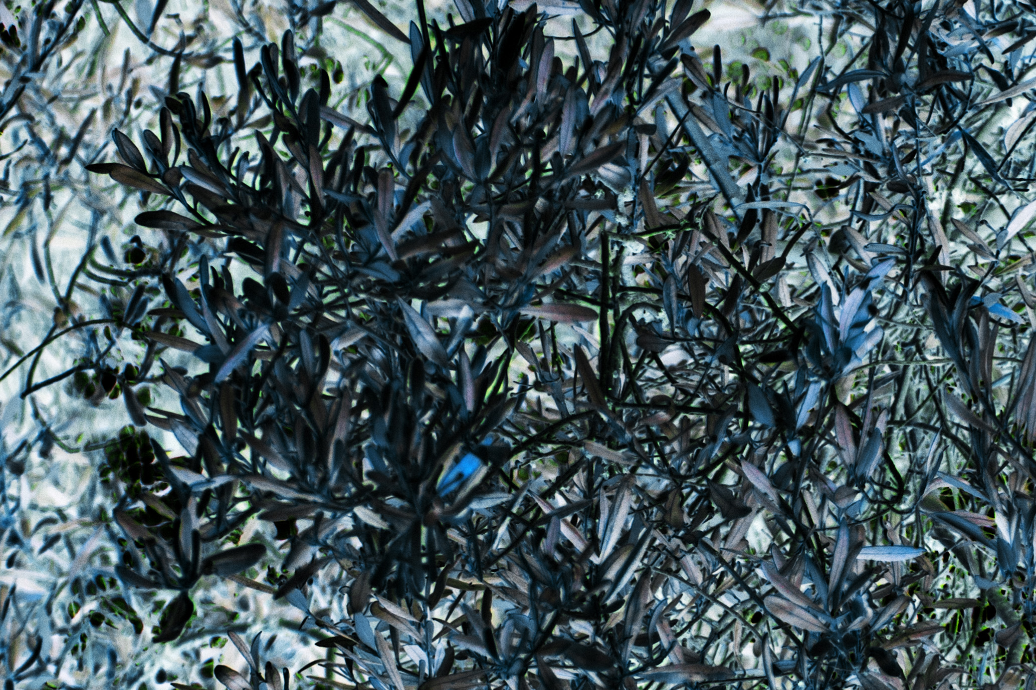 MONDO FLUTTUANTE 5, TERRA INCOGNITA, GIORGIO MAJNO