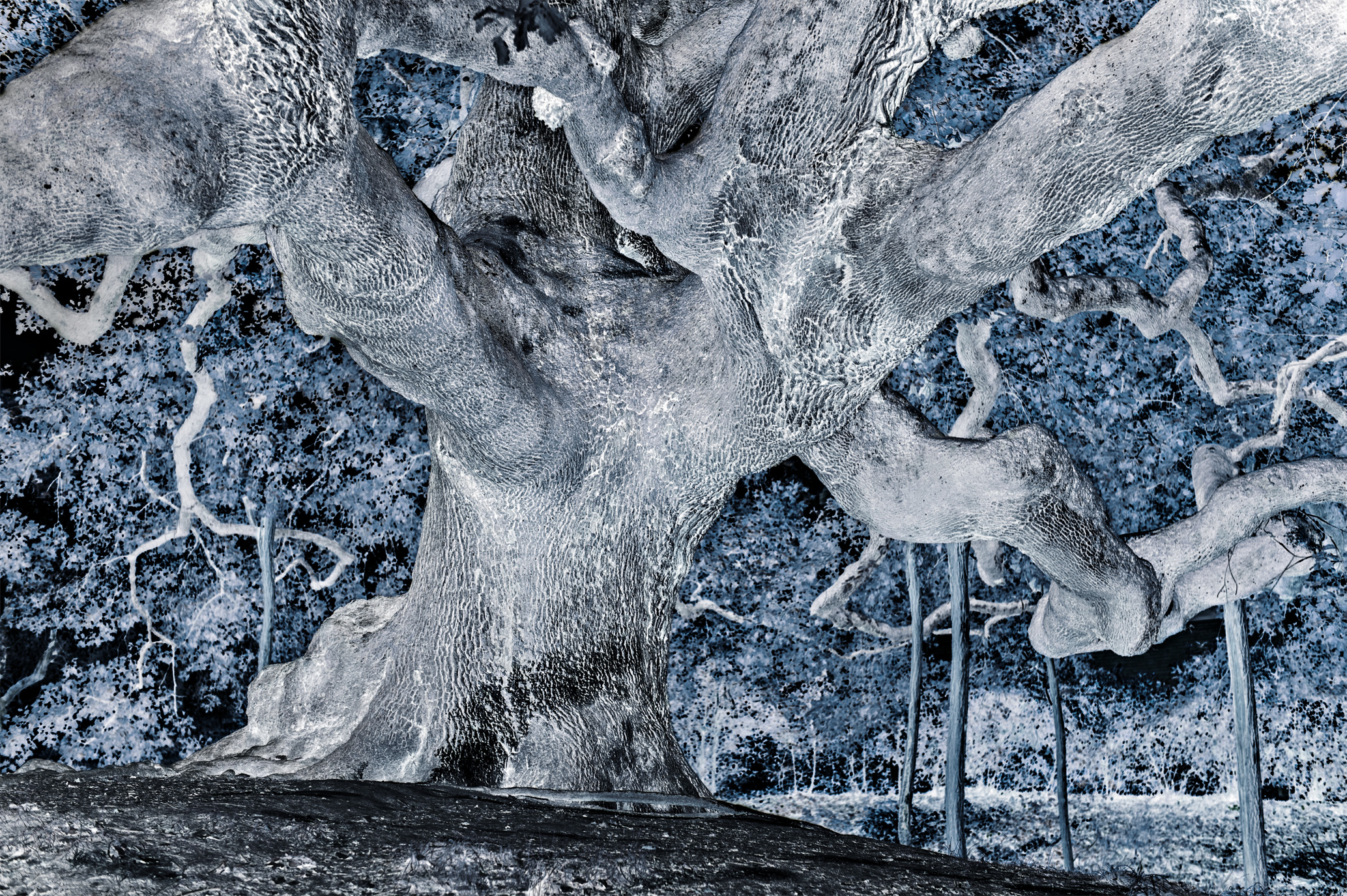 METAMORFOSI 3, TERRA INCOGNITA, GIORGIO MAJNO