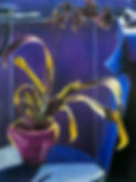 Black-and-Blue.jpg