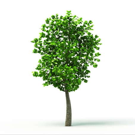 The family tree is growing and the roots are strengthening