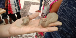 clay3