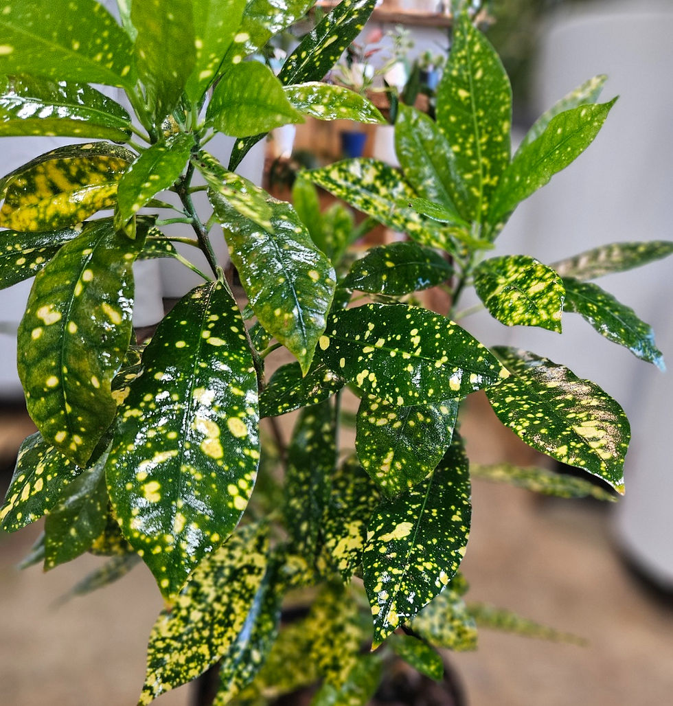 Thumbnail: Gold Dust Croton Plant