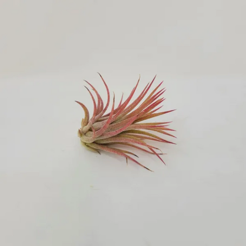 ionantha Mexico | Olympic Nursery