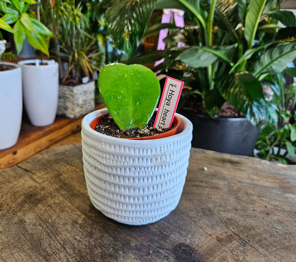 Thumbnail: Hoya Kerrii Green Heart