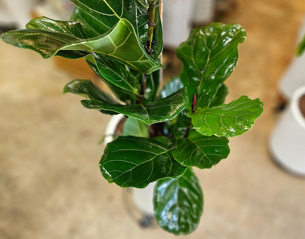 Thumbnail: Fiddle Leaf Fig (Ficus Iyrata)
