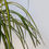 Thumbnail: Dracaena Marginata 'Sunshine'