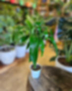 Thumbnail: Dracaena Lisa Elegance Cane