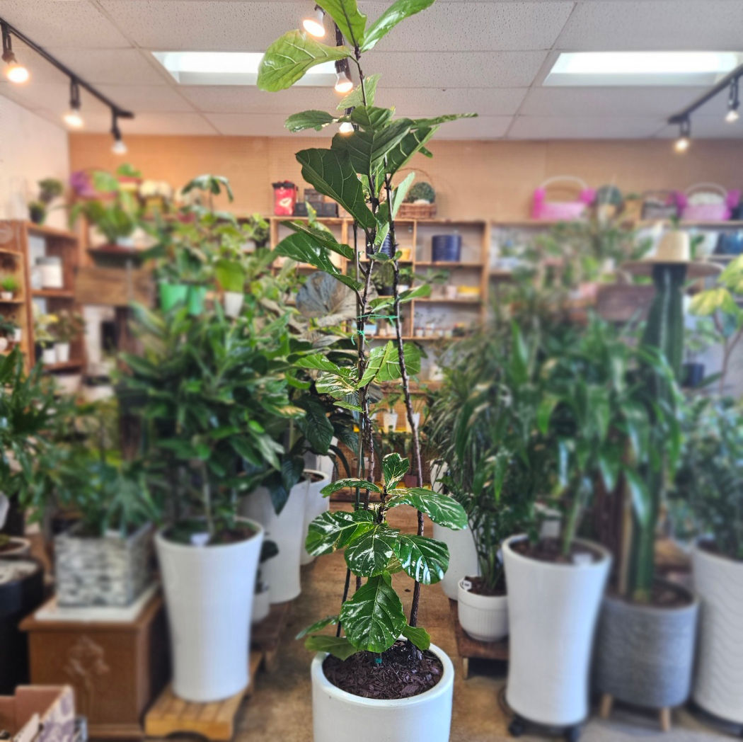 Fiddle Leaf Fig (Ficus Lyrata)