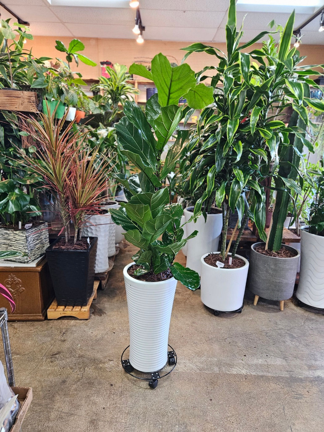 Fiddle Leaf Fig (Ficus Iyrata)