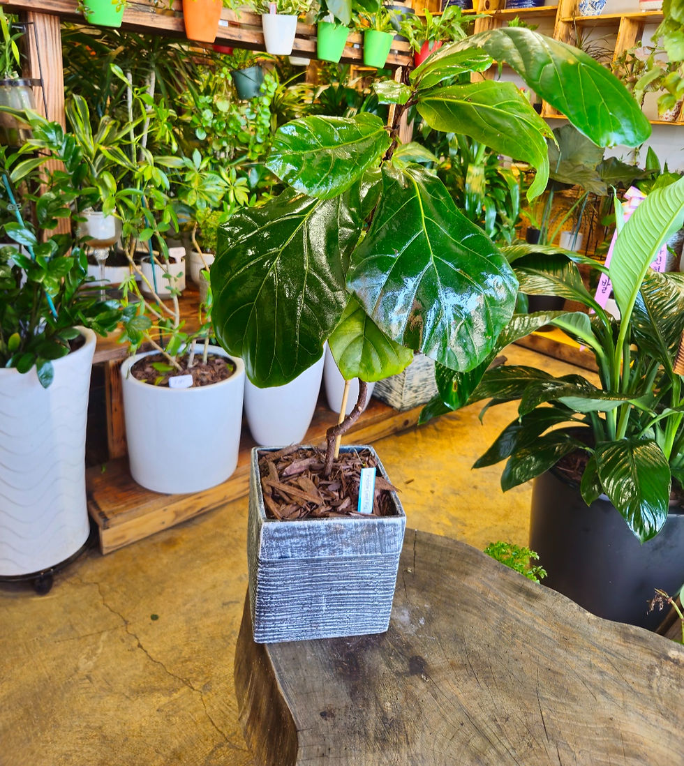 Thumbnail: Fiddle Leaf Fig (Ficus Lyrata)