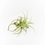 Thumbnail: Marconae (clumps)