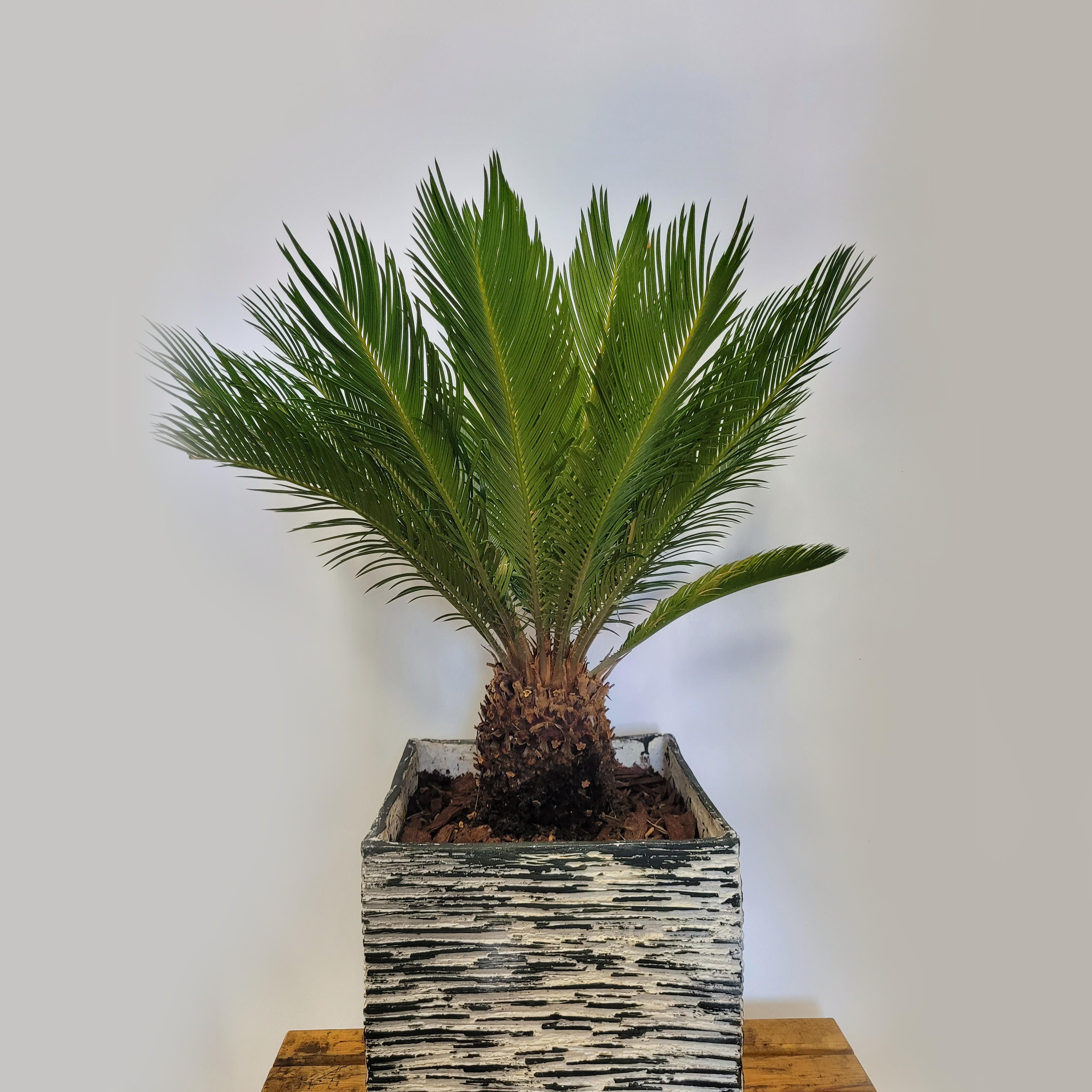 Cycas Revoluta A