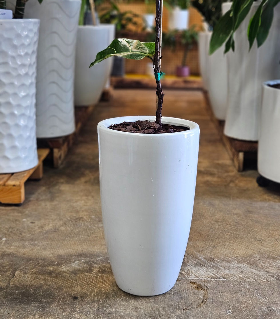 Thumbnail: Fiddle Leaf Fig (Ficus Lyrata)