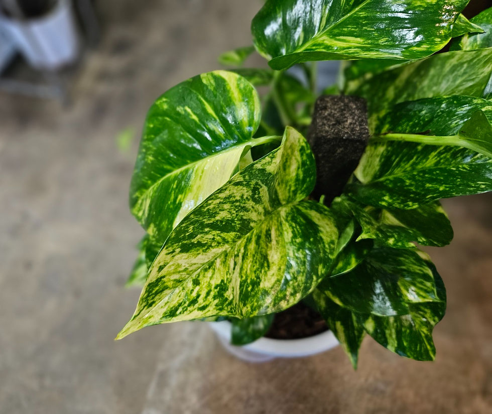Thumbnail: Pothos Golden, Pole