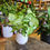 Thumbnail: Syngonium White Butterfly