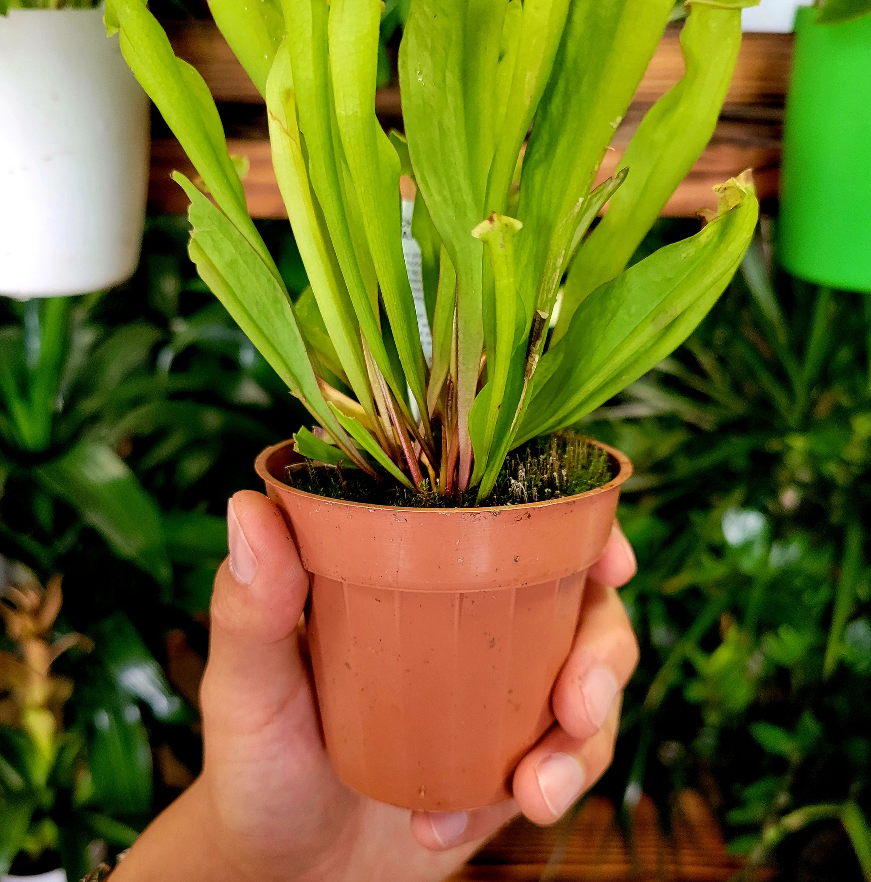 벌레잡는식물 C