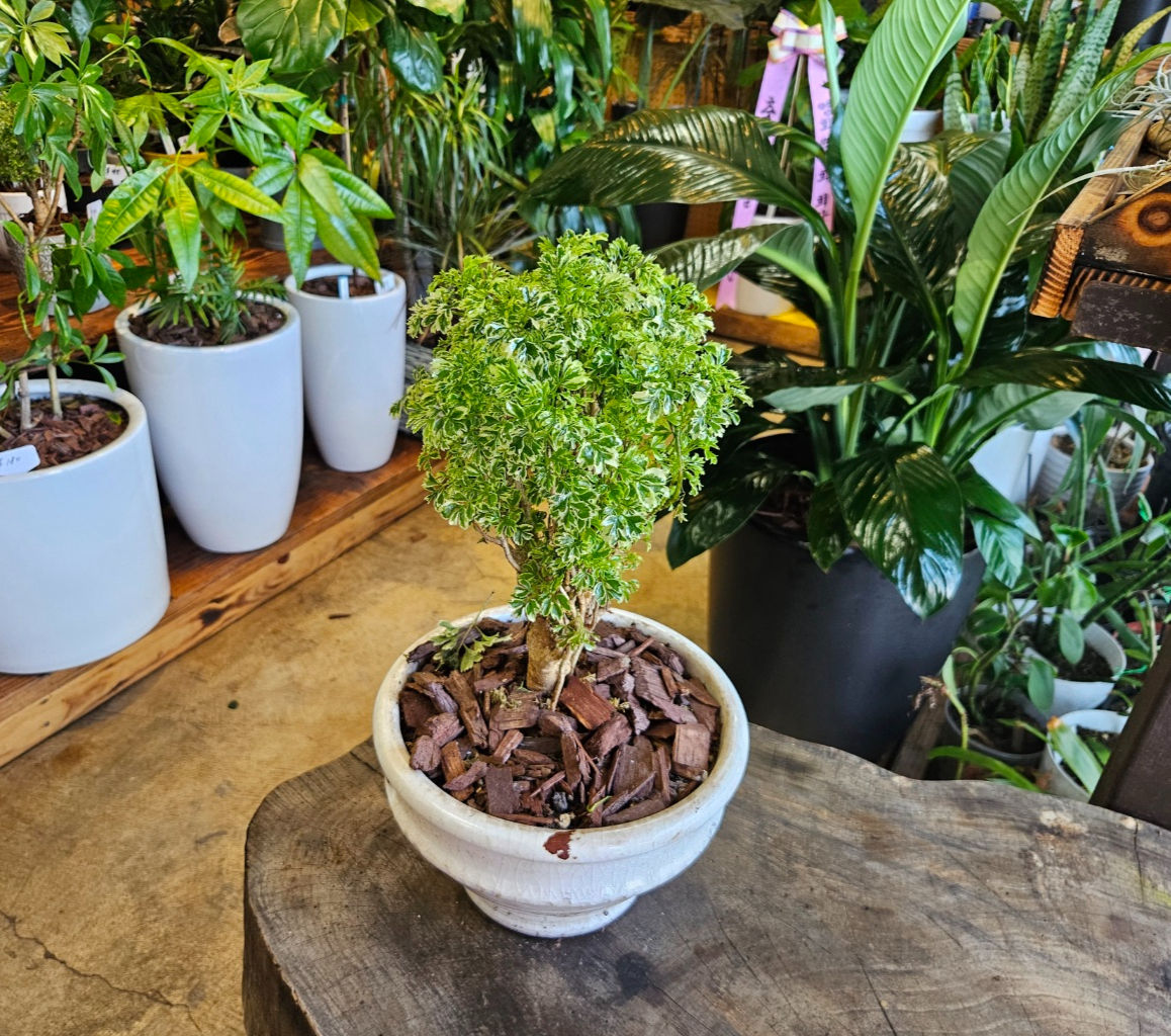 Variegated Ming Aralia C