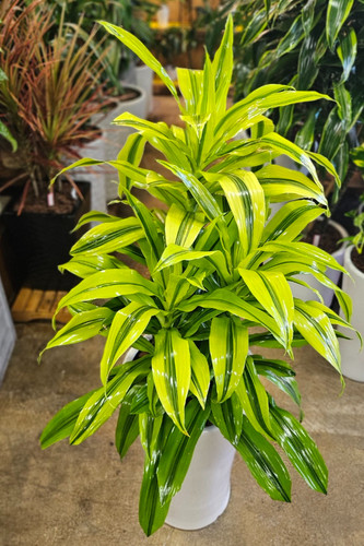 indoor live plant ZZ Plant Live Plant (Zamioculcas zamiifolia) – Jungle Relics main image 0