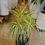 Thumbnail: Dracaena Marginata 'Sunshine'