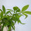 Thumbnail: Money Tree Plant - Pachira aquatica [braided]돈나무 B