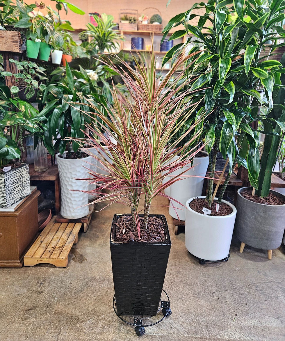 Thumbnail: Colorama Cane Dragon Plant (Dracaena)